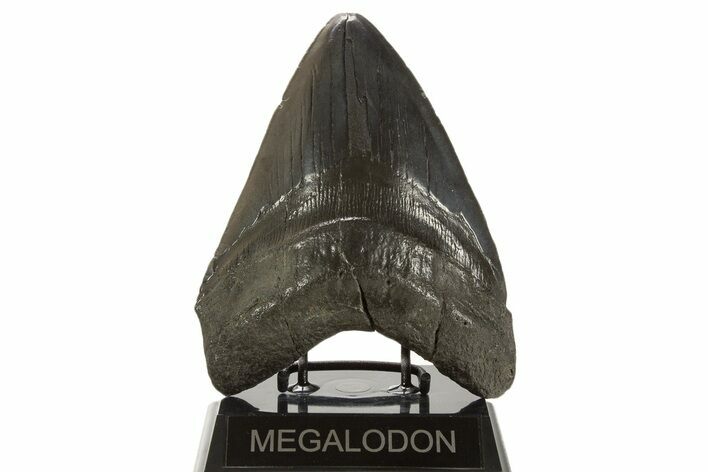 Fossil Megalodon Tooth - Giant River Meg #339281